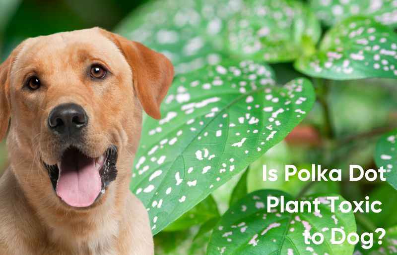 Is Polka Dot Plant Toxic To Dogs