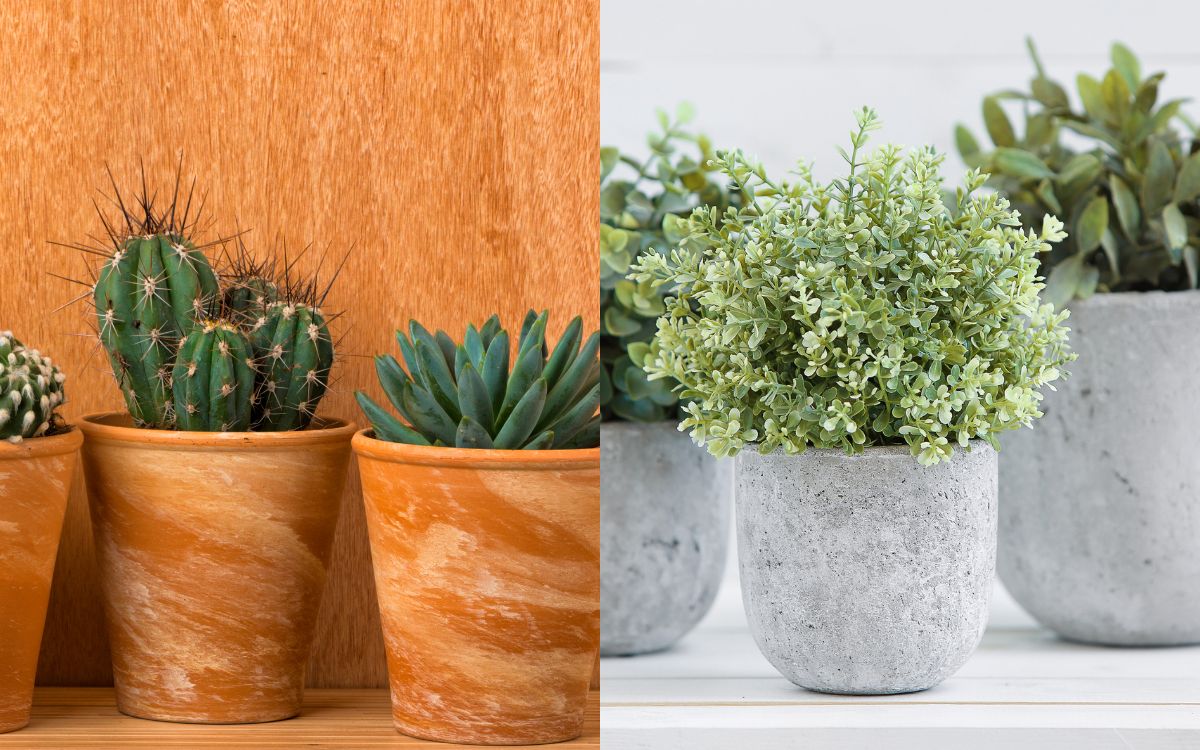 Terracotta vs Concrete Pots for Plants (WHICH to Choose?)