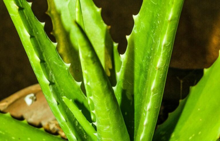 How to Get Rid of Black Spots on Aloe Plant