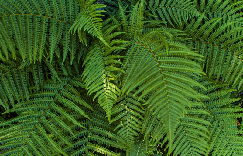 Boston Fern Plant