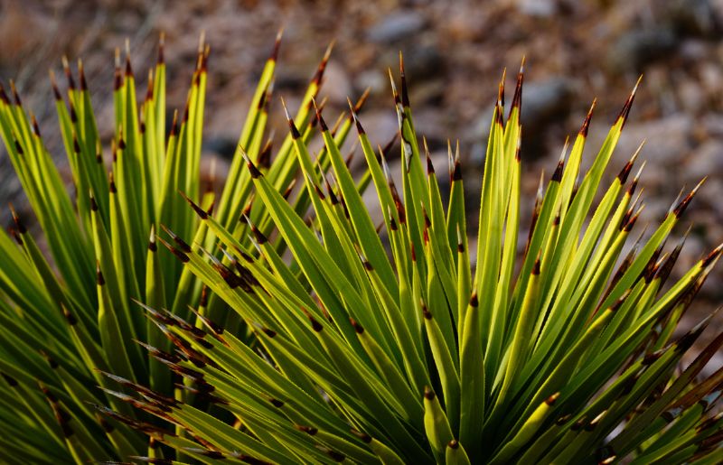 Golden Sword Yucca