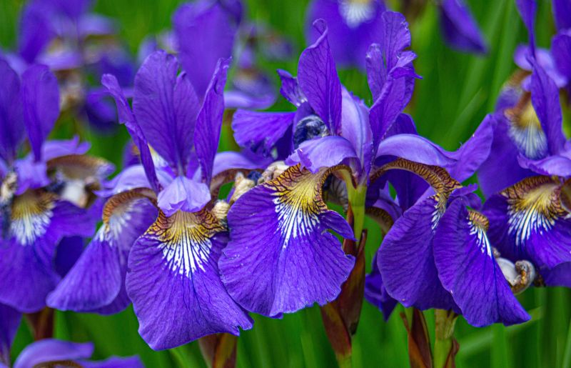 Iris