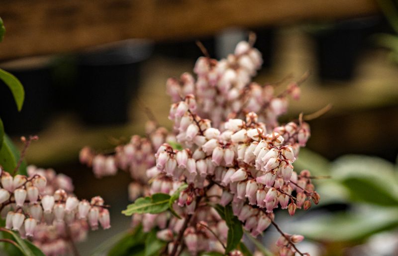 Japanese Pieris