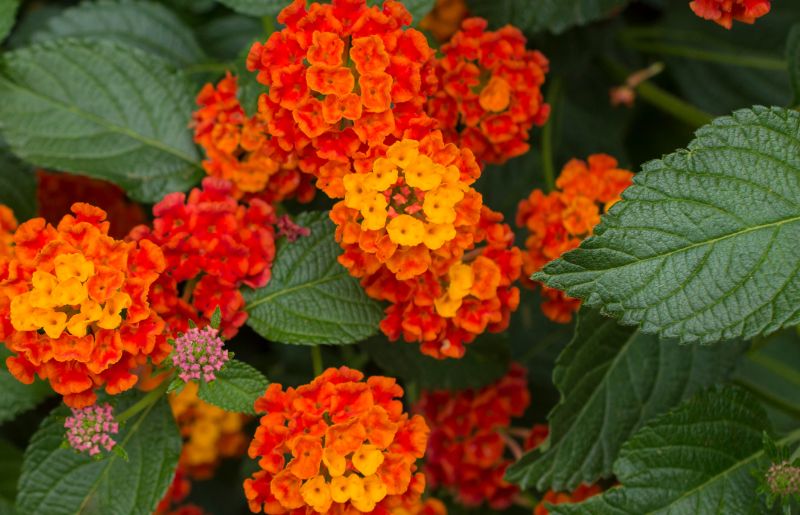 Lantana