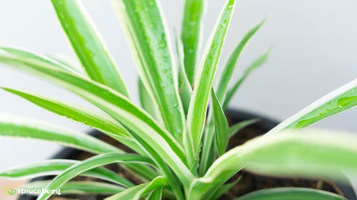 Chlorophytum Spider Plant