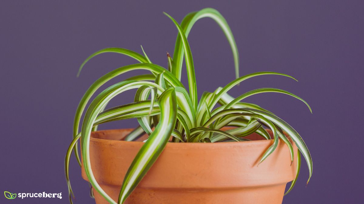 Curly Spider Plant 