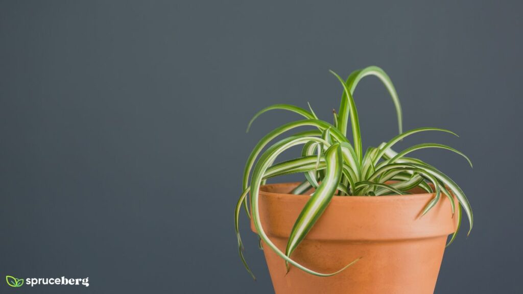 Curly Spider Plant