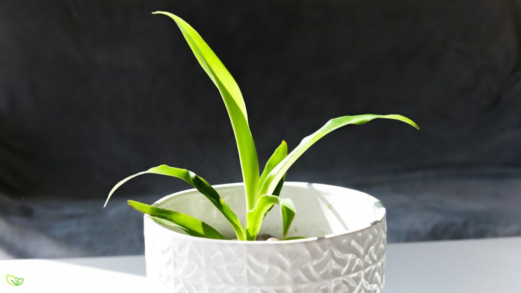 Curly Spider Plant Care