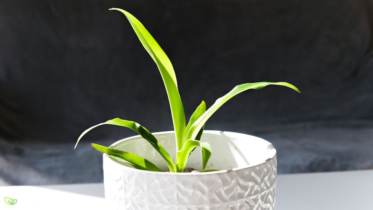 Bonnie Curly Spider Plant How To Care, Grow & All Info!