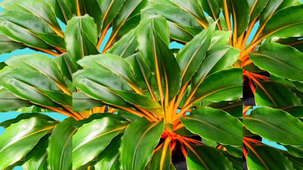 Fire Flash Spider Plant