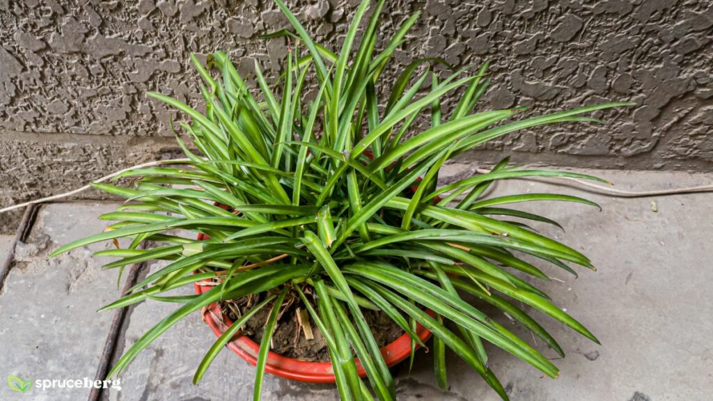 Green Spider Plant