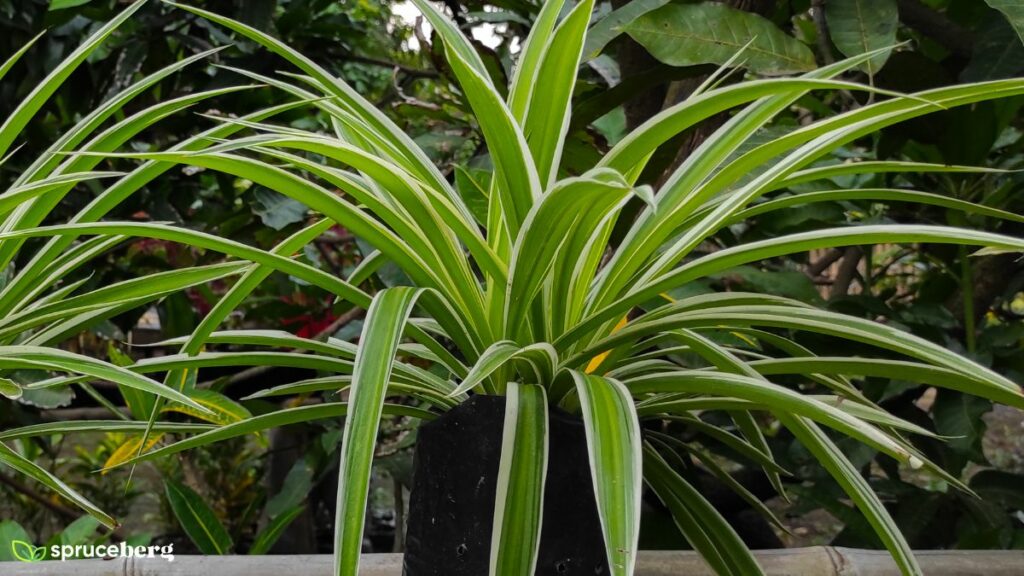 Hawaiian Spider Plant