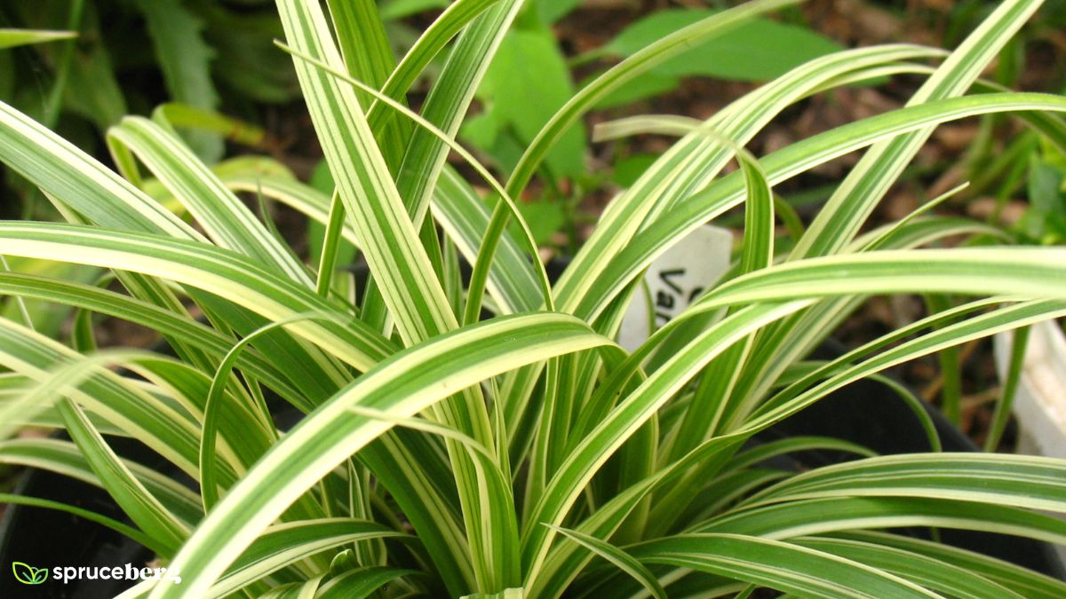 How To Prune Spider Plant