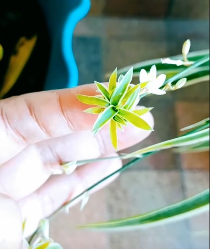 Propagation Of Hawaiian Spider plant