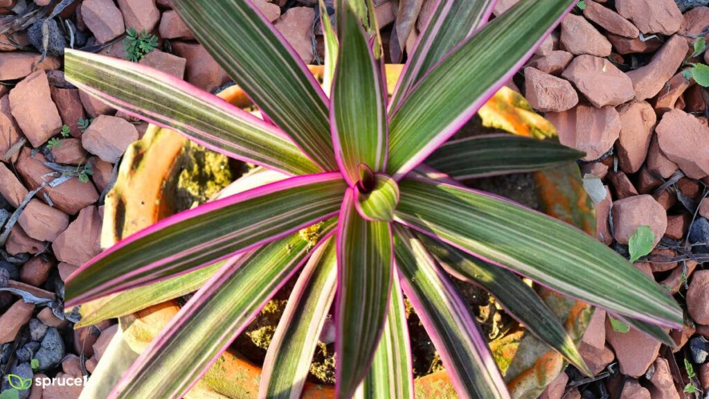 Purple Spider Plant