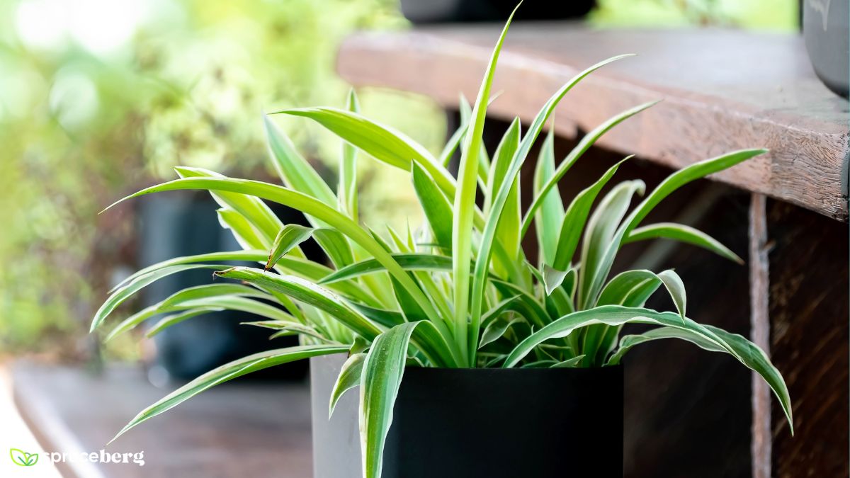 Reverse Variegatum Spider Plant