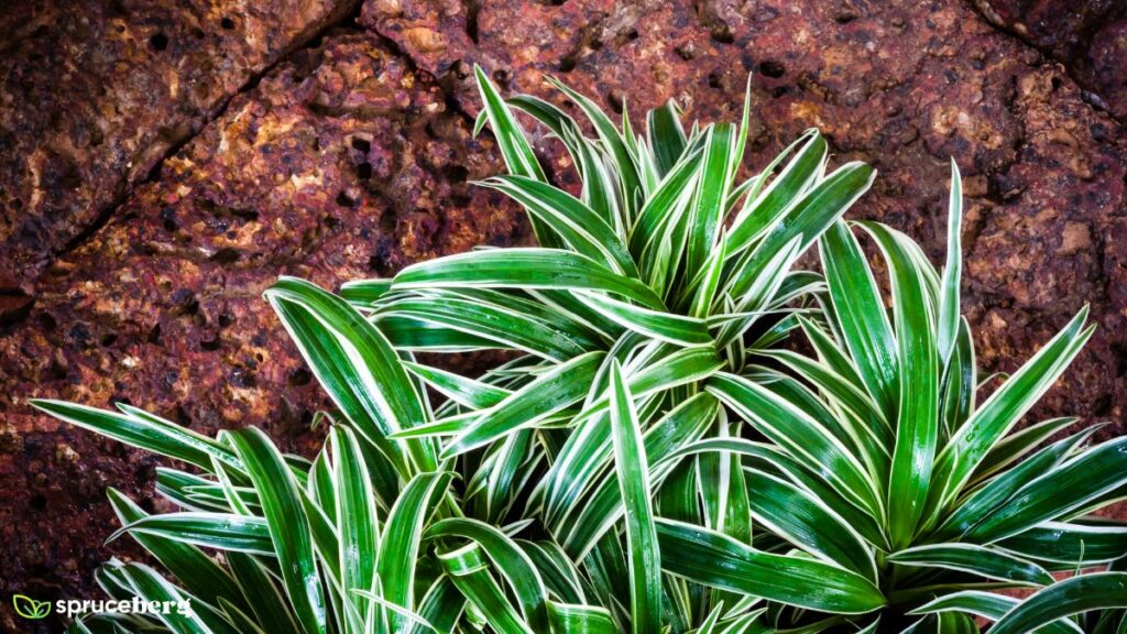 Vittatum Spider Plant