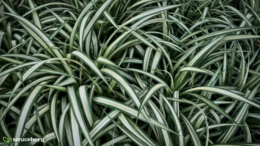 Zebra Spider Plant