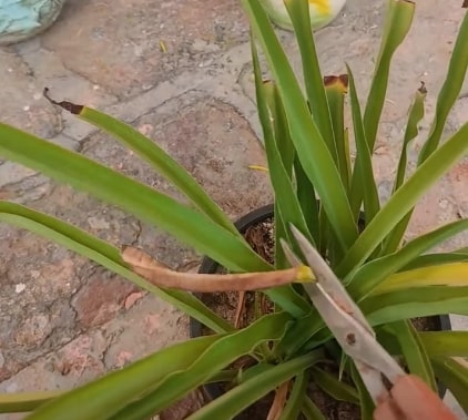 prune spider plant