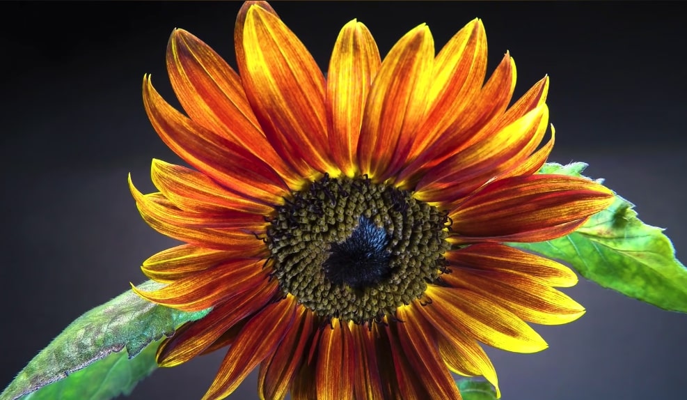 red sun flower caring tips