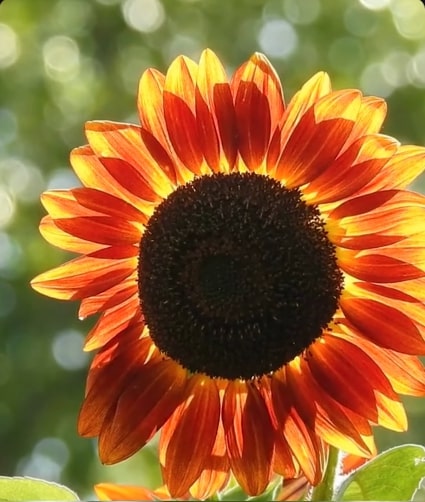 red sunflower benefits