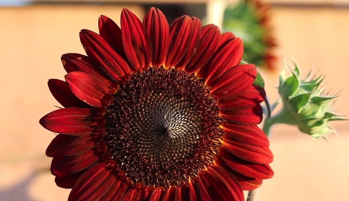 red sunflower