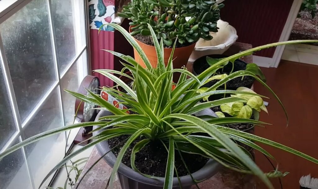 spider plant near window